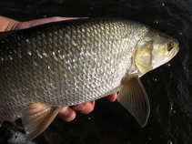 foto/diskuze/z_lovu/2011/th-img45045.jpg