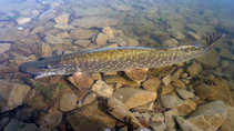 foto/diskuze/z_lovu/2011/th-img45057.jpg