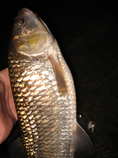 foto/diskuze/z_lovu/2011/th-img45061.jpg