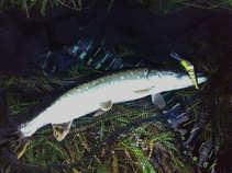 foto/diskuze/z_lovu/2011/th-img45068.jpg