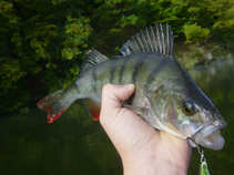 foto/diskuze/z_lovu/2011/th-img45074.jpg
