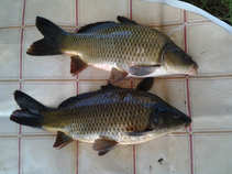foto/diskuze/z_lovu/2011/th-img45089.jpg