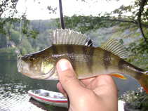 foto/diskuze/z_lovu/2011/th-img45113.jpg