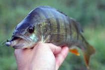foto/diskuze/z_lovu/2011/th-img45116.jpg