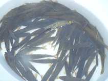 foto/diskuze/z_lovu/2011/th-img45122.jpg