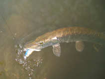 foto/diskuze/z_lovu/2011/th-img45153.jpg