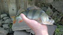 foto/diskuze/z_lovu/2011/th-img45166.jpg