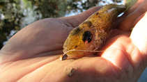 foto/diskuze/z_lovu/2011/th-img45183.jpg