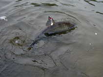foto/diskuze/z_lovu/2011/th-img45208.jpg