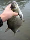 foto/diskuze/z_lovu/2011/th-img45209.jpg