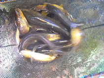 foto/diskuze/z_lovu/2011/th-img45218.jpg
