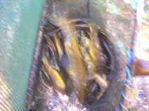 foto/diskuze/z_lovu/2011/th-img45219.jpg
