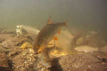 foto/diskuze/z_lovu/2011/th-img45240.jpg