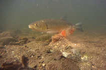 foto/diskuze/z_lovu/2011/th-img45241.jpg
