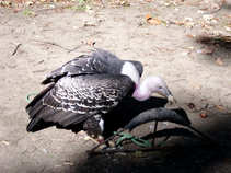 foto/diskuze/z_lovu/2011/th-img45250.jpg