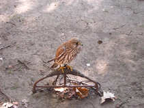 foto/diskuze/z_lovu/2011/th-img45251.jpg