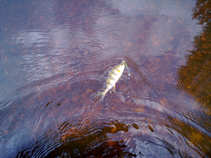 foto/diskuze/z_lovu/2011/th-img45268.jpg