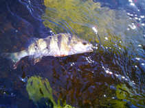 foto/diskuze/z_lovu/2011/th-img45270.jpg