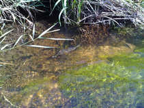 foto/diskuze/z_lovu/2011/th-img45272.jpg