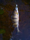 foto/diskuze/z_lovu/2011/th-img45273.jpg