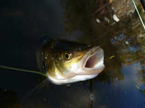 foto/diskuze/z_lovu/2011/th-img45300.jpg