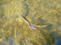 foto/diskuze/z_lovu/2011/th-img45301.jpg