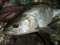 foto/diskuze/z_lovu/2011/th-img45372.jpg