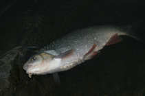 foto/diskuze/z_lovu/2011/th-img45389.jpg