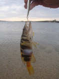 foto/diskuze/z_lovu/2011/th-img45392.jpg