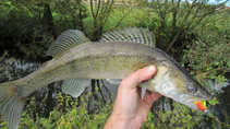 foto/diskuze/z_lovu/2011/th-img45414.jpg