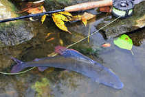 foto/diskuze/z_lovu/2011/th-img45419.jpg