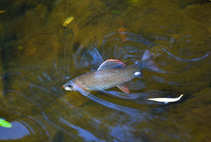 foto/diskuze/z_lovu/2011/th-img45468.jpg