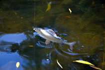 foto/diskuze/z_lovu/2011/th-img45469.jpg