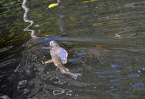 foto/diskuze/z_lovu/2011/th-img45479.jpg