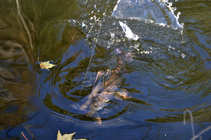 foto/diskuze/z_lovu/2011/th-img45480.jpg