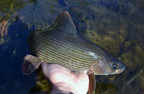 foto/diskuze/z_lovu/2011/th-img45481.jpg