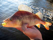 foto/diskuze/z_lovu/2011/th-img45485.jpg