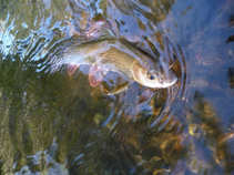 foto/diskuze/z_lovu/2011/th-img45512.jpg