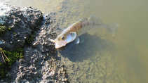 foto/diskuze/z_lovu/2011/th-img45520.jpg