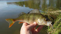 foto/diskuze/z_lovu/2011/th-img45522.jpg