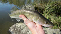 foto/diskuze/z_lovu/2011/th-img45524.jpg