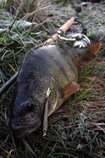 foto/diskuze/z_lovu/2011/th-img45529.jpg