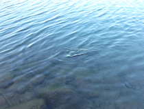 foto/diskuze/z_lovu/2011/th-img45545.jpg