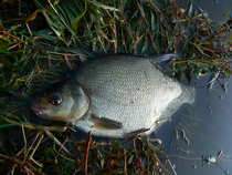 foto/diskuze/z_lovu/2011/th-img45562.jpg
