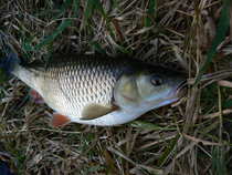 foto/diskuze/z_lovu/2011/th-img45563.jpg