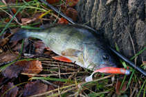 foto/diskuze/z_lovu/2011/th-img45587.jpg