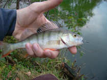 foto/diskuze/z_lovu/2011/th-img45647.jpg