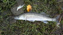 foto/diskuze/z_lovu/2011/th-img45649.jpg