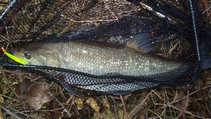 foto/diskuze/z_lovu/2011/th-img45651.jpg