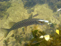 foto/diskuze/z_lovu/2011/th-img45672.jpg